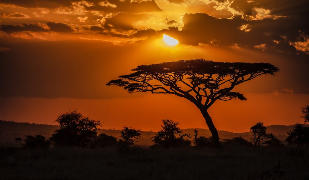 Discover the Wonders of Africa A Must-Visit Destination for Your Next Travel Adventure