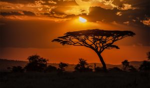 Read more about the article Discover the Wonders of Africa A Must-Visit Destination for Your Next Travel Adventure